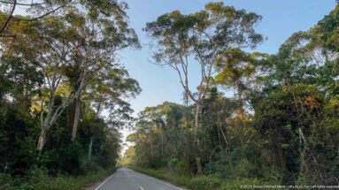 Straight paved road enclosed by tall tropical trees and dense green understory in Budongo Forest.