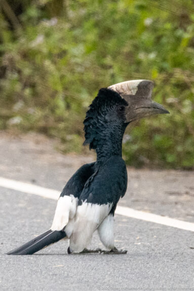 Black-and-white-casqued hornbill standing on a paved road, showing huge pale bill, black body, white belly, and long tail.