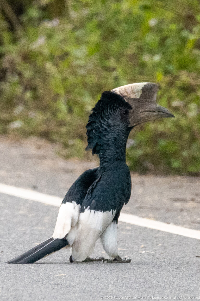 Black-and-white-casqued hornbill standing on a paved road, showing huge pale bill, black body, white belly, and long tail.