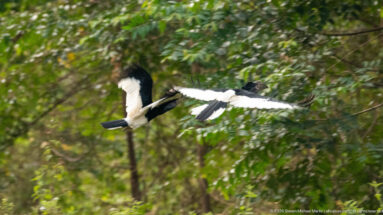 Pair of black-and-white-casqued hornbills flying across blurred green forest with wings fully extended.