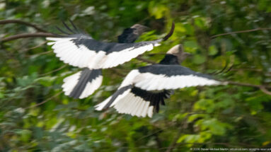 Two black-and-white-casqued hornbills in flight with broad black-and-white wings spread against green forest.