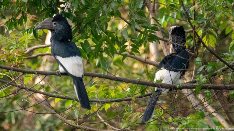Two black-and-white-casqued hornbills perched among leafy branches, seen from behind and in side view.