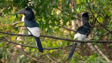 Two black-and-white-casqued hornbills perched among leafy branches, seen from behind and in side view.