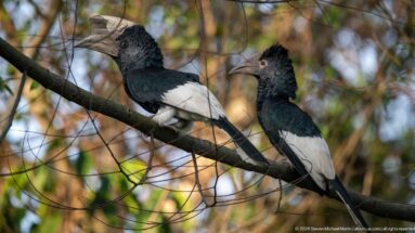 Two black-and-white-casqued hornbills perched side by side, showing pale bills, dark casques, white wing panels, and long tails.