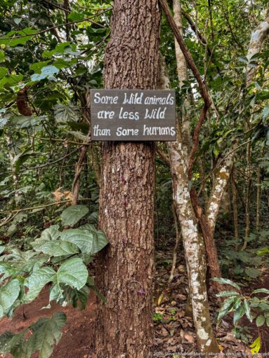 Wooden sign on a tree reading 'Some wild animals are less wild than some humans' amid forest vegetation.