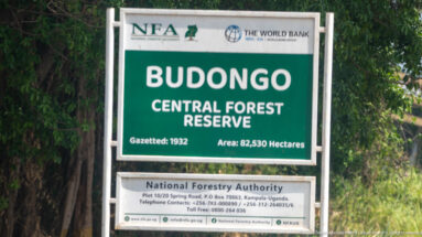 Green Budongo Central Forest Reserve sign stating its 1932 gazettement and 82,530-hectare area.