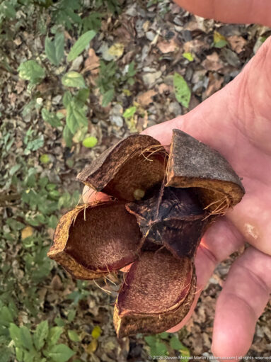Hand holding a large brown woody seed pod split open into several thick curved valves.