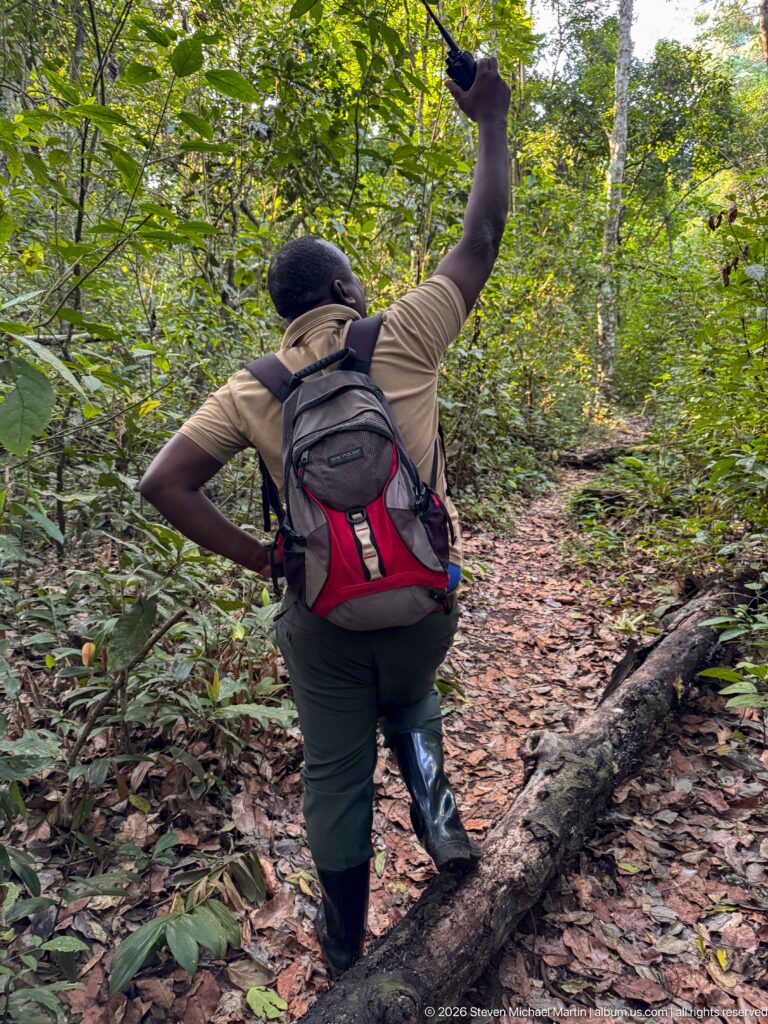 Forest guide with backpack stepping over a fallen trunk on a narrow leafy trail and gesturing upward.