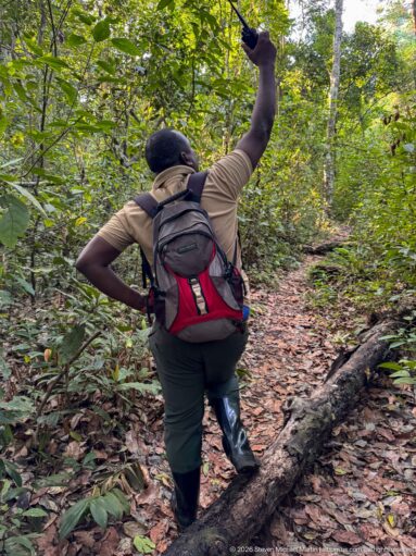Forest guide with backpack stepping over a fallen trunk on a narrow leafy trail and gesturing upward.