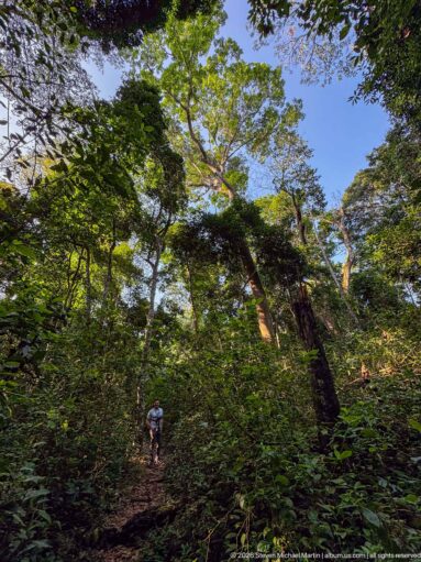 Wide view of tall tropical trees and layered green canopy above a shaded trail with a small visitor.