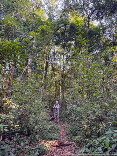 Narrow forest trail bordered by dense green understory, with a visitor standing farther along the path.