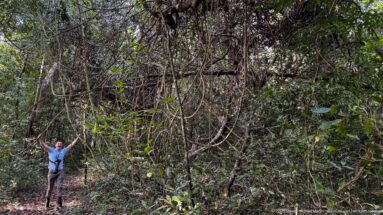 Visitor standing beneath a dense curtain of woody lianas and hanging vines in tropical forest.