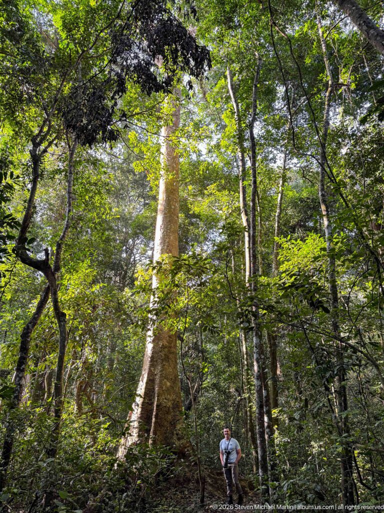 Tall pale-barked forest tree rising into the canopy, with a small visitor standing near its base.