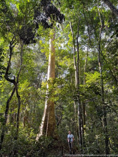 Tall pale-barked forest tree rising into the canopy, with a small visitor standing near its base.