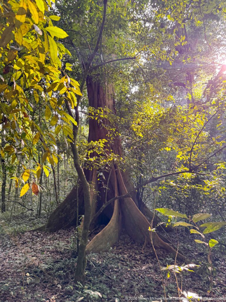 Massive tropical forest tree with broad buttress roots rising from leaf litter in filtered sunlight.