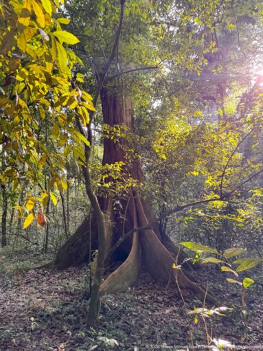 Massive tropical forest tree with broad buttress roots rising from leaf litter in filtered sunlight.