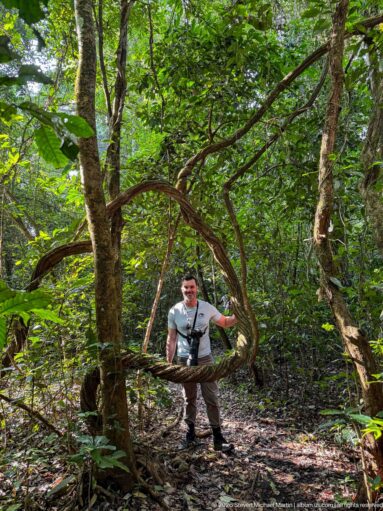 Large woody liana forms a loop around a tree, with a person standing behind it for scale.