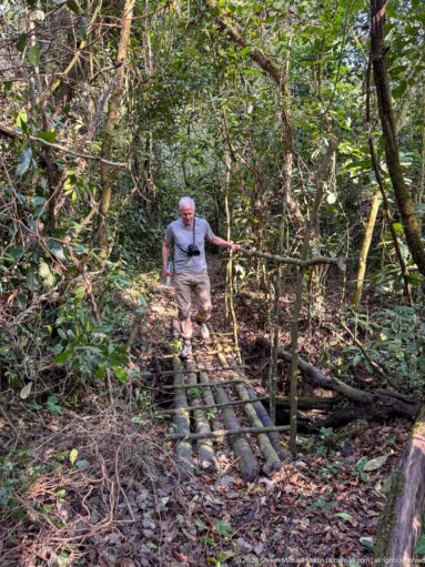 Person crossing a narrow bridge of parallel logs amid tangled vines and dense forest vegetation.