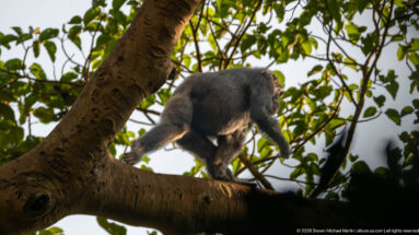 Eastern chimpanzee moving along a broad tree limb, body stretched forward beneath leafy canopy.
