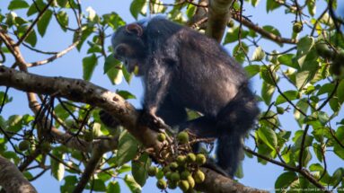 Eastern chimpanzee bent over a branch, reaching among clusters of small green fruits.