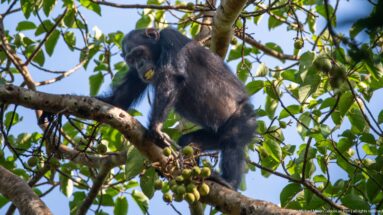 Eastern chimpanzee leaning forward on a branch while chewing green fruit above clustered fruits.