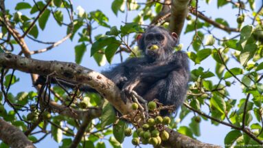 Eastern chimpanzee sitting in a fruiting tree with a small green fruit held in its mouth.