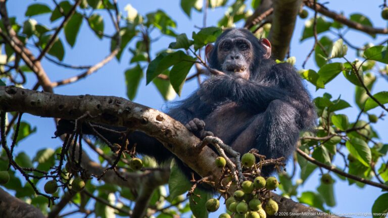 Eastern chimpanzee seated on a broad branch above clusters of small green fruits in a sunlit canopy.