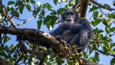 Eastern chimpanzee seated on a broad branch above clusters of small green fruits in a sunlit canopy.