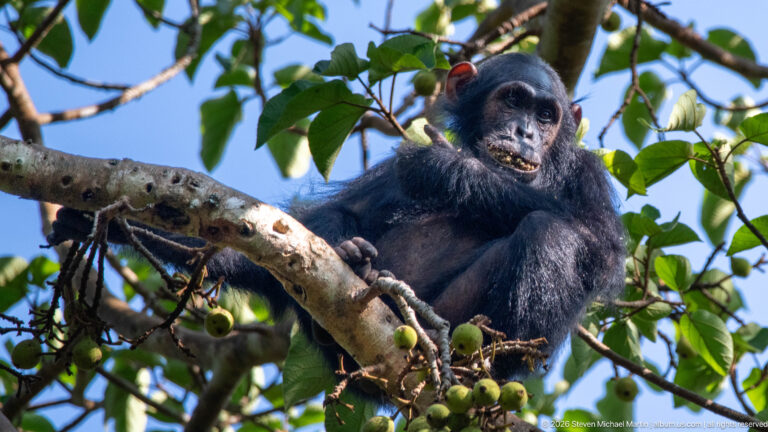 Eastern chimpanzee perched on a thick branch beside clusters of small round green fruits and leafy canopy.