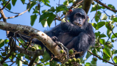Eastern chimpanzee perched on a thick branch beside clusters of small round green fruits and leafy canopy.