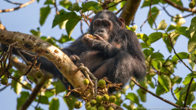 Eastern chimpanzee eating while perched on a branch above clusters of small round green fruits.