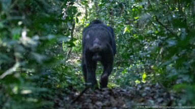 Eastern chimpanzee walking away on all fours along a leaf-covered forest path enclosed by dense vegetation.