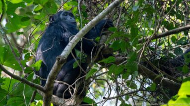 Eastern chimpanzee sitting upright among dense vines, leaves, and crossing branches high in the forest.