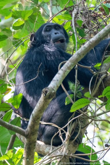Eastern chimpanzee reclining among crossing branches and vines high in the leafy forest canopy.