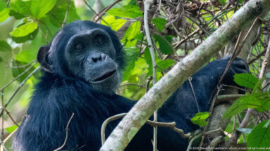 Eastern chimpanzee among tangled branches and vines, looking outward with its mouth slightly open.