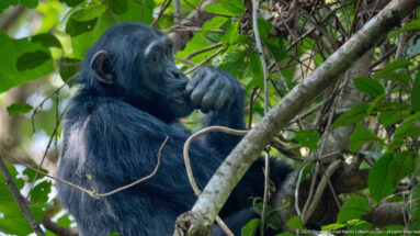 Eastern chimpanzee seated among tangled vines and branches, with one hand raised toward its mouth.