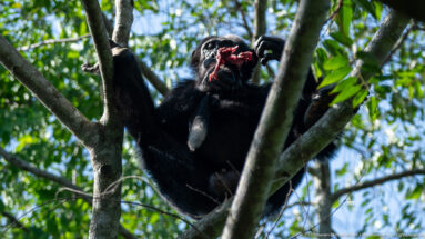 Eastern chimpanzee perched in a branch fork, holding bright red fibrous food in front of its mouth.