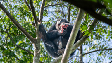Eastern chimpanzee sitting among crossing branches while holding bright red food close to its face.