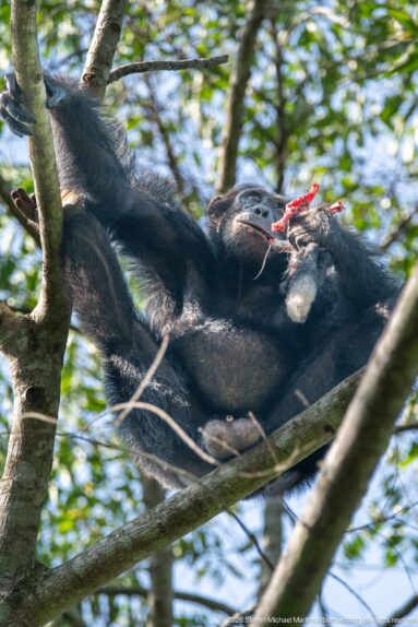 Eastern chimpanzee reclining horizontally along a tree branch while holding bright red food near its face.