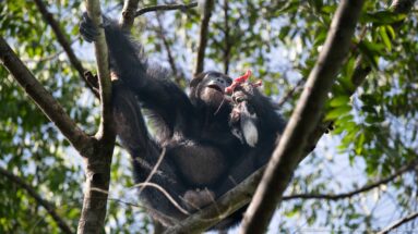 Eastern chimpanzee seated among branches with red fibrous food pressed to its mouth and one arm raised.