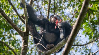 Eastern chimpanzee perched in a tree, lifting bright red food to its open mouth with one hand.