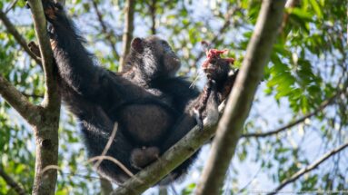 Eastern chimpanzee seated high in a forked tree, holding bright red food near its mouth.