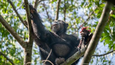 Eastern chimpanzee seated on a branch, one arm stretched upward while the other hand holds bright red food.