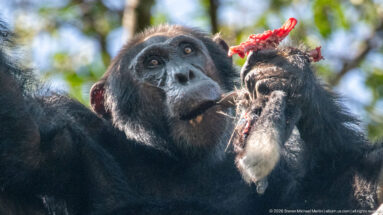 Eastern chimpanzee holding bright red fibrous food beside its mouth, with strands draped across its hand.