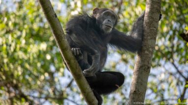 Eastern chimpanzee braced between two tree trunks, gripping one trunk while climbing in the canopy.