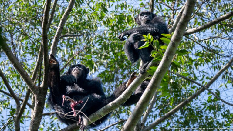 Two eastern chimpanzees perched at different heights on branches within a leafy forest canopy.