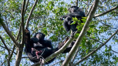Two eastern chimpanzees perched at different heights on branches within a leafy forest canopy.