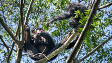Lower chimpanzee holding red food while a second chimpanzee reaches down from an upper branch.