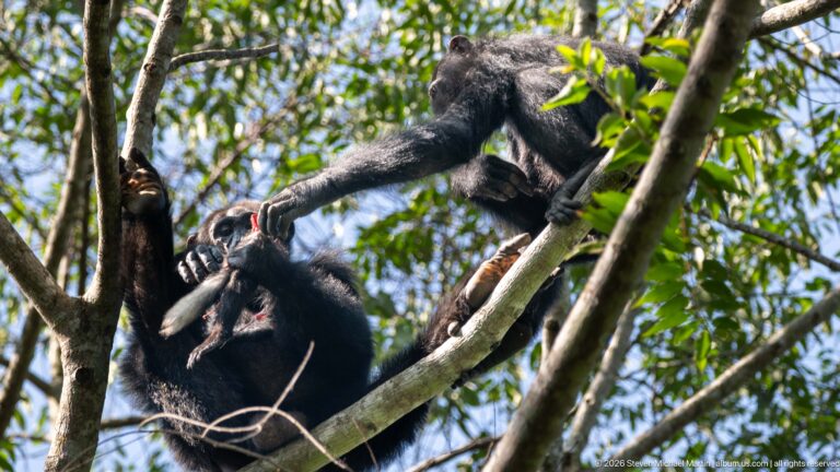 Two eastern chimpanzees on tree branches, one reaching down toward the other beside bright red food.