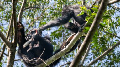 Two eastern chimpanzees on tree branches, one reaching down toward the other beside bright red food.